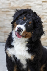 Bernese Mountain Dog portrait