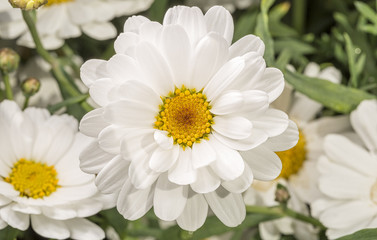 White Marguerite Flower