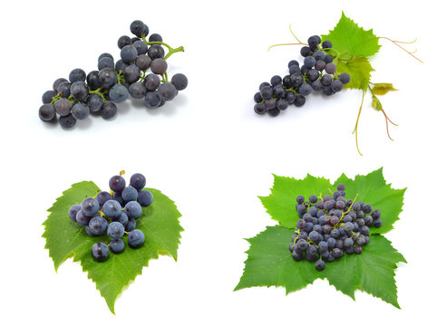 winogrono