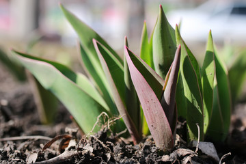 sprout tulips on the flowerbed