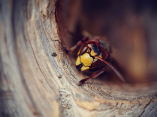 Portrait of a big wasp - a hornet