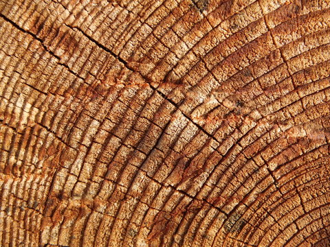 Wood texture of cut tree trunk, close-up 
