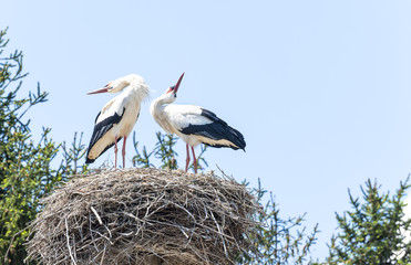 Couple of storks in the nest