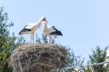 Couple of storks in the nest