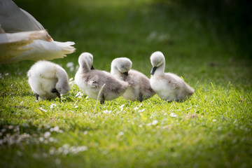Four cygnets on edge of lake preening in the sunshine