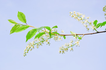 Bird cherry (Prunus padus) on sky background