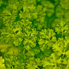 parsley