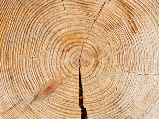 Naklejka premium Fresh wooden studs