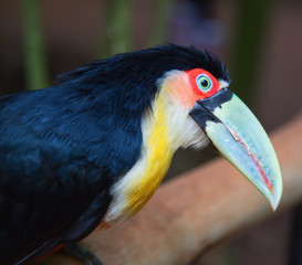 Colorful tucan