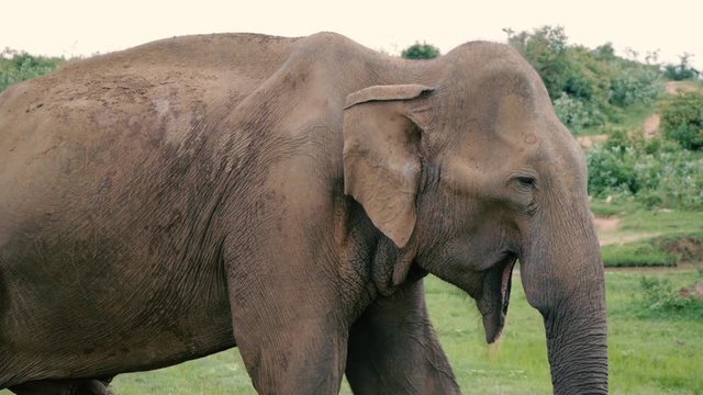 wild old elephant chewing