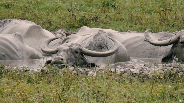 many Domestic Asian water buffalo enjoys soaking in a mud on a hot day.Order: Artiodactyla. Family: Bovidae. Subfamily: Bovinae. Tribe: Bovini. Genus: Bubalus. Species: B.bubalis