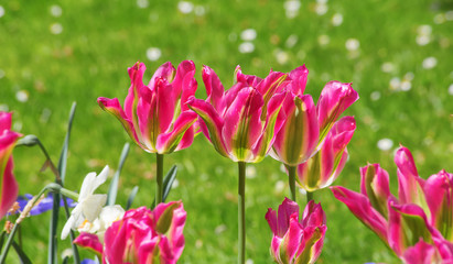 Tulips