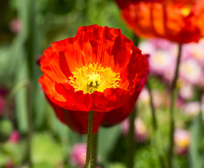 Poppie