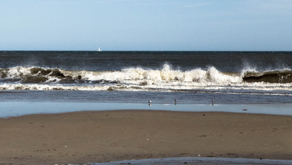 Yacht on the horizon, seaguuls on the sandy beach,Ocean city NJ