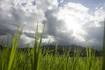 green field with a mountain view