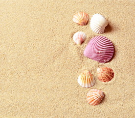 Sea shells on the background of sand. Summer beach.