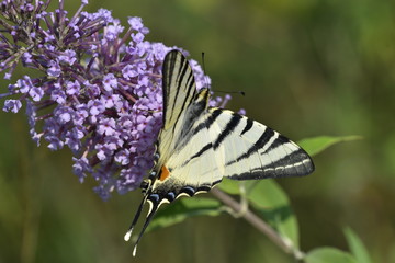 Iphiclides podalirius 