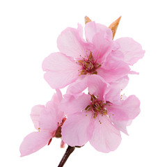 Isolated pink peach blossoms