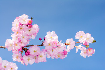 Twig with pink cherry blossoms