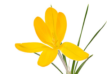 Isolated yellow crocus flower blossom