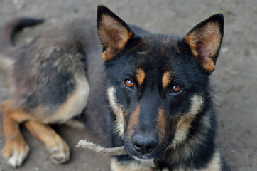 German Shepherd dog with sad eyes.