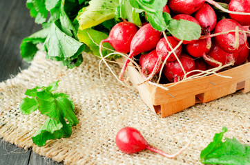 Fresh ripe summer useful vegetables , bunch of radish on a wooden background