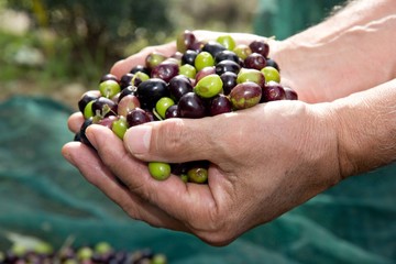 olive, raccolta delle olive, olio extravergine