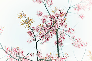 Obraz na płótnie Canvas Close up Sakura Cherry Blossom, Spring, Vintage style.