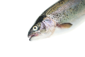 Rainbow trout Oncorhynchus mykiss isolated over white background