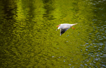 Seagull bird in fly