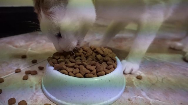 Cat hungrily eats dry food