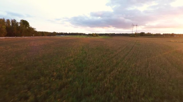 Beautiful sunset at rye field. Low altitude flight. Aerial footage.