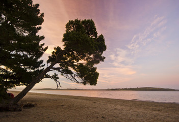 purple sunset on beach with sluned tree