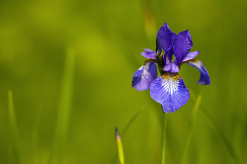 Close up of purple  iris flower on the green grass