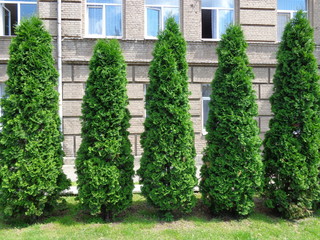 Five green arborvitaes in the spring