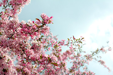 beautiful season is spring/ fruit tree blossoms magnificently pink and white flowers in the spring in the park 