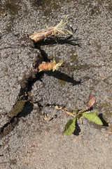 RAICES ROMPIENDO UNA CARRETERA