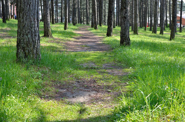 Lane through coniferous forest in spring time