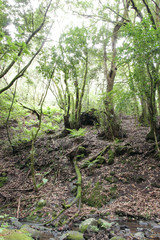 Urwald Bäume Regenwald Wald La Gomera Kanarische Inseln 