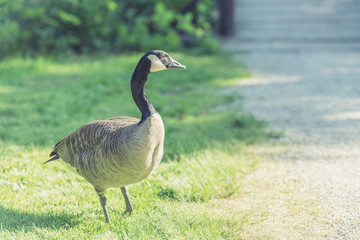 Fototapeta premium Kanadagans (Branta canadensis)