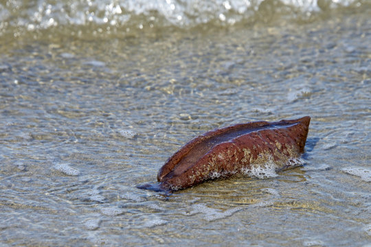 The life cycle of a sea hare is about one year. After they lay eggs, they die. So many washed up on the shores of San Francisco this year, people called the police thinking they were body organs
