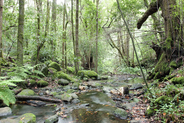 Urwald B&auml;ume Regenwald Wald La Gomera Kanarische Inseln Bach Wasser
