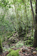 Urwald Bäume Regenwald Wald La Gomera Kanarische Inseln 