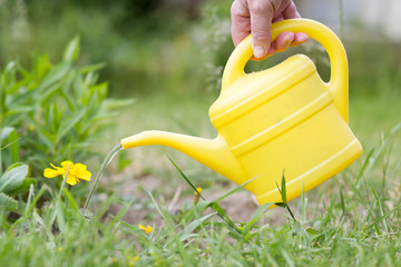 An active senior woman watering plants by water can on his huge