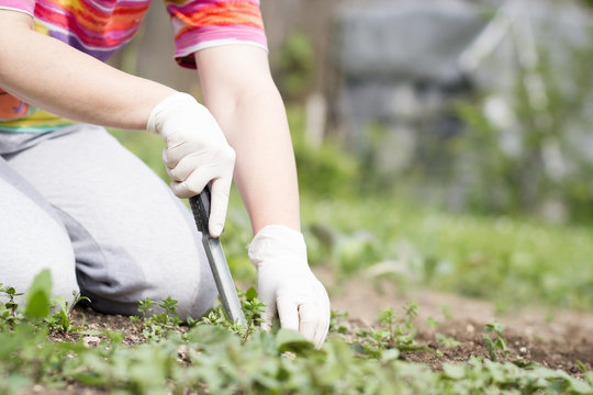 A Senior Woman / Girl / Lady Pulling Out Some Weeds With Lush Bl