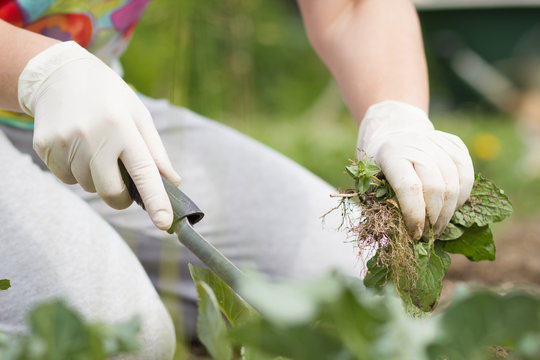 A Senior Woman / Girl / Lady Pulling Out Some Weeds With Lush Bl