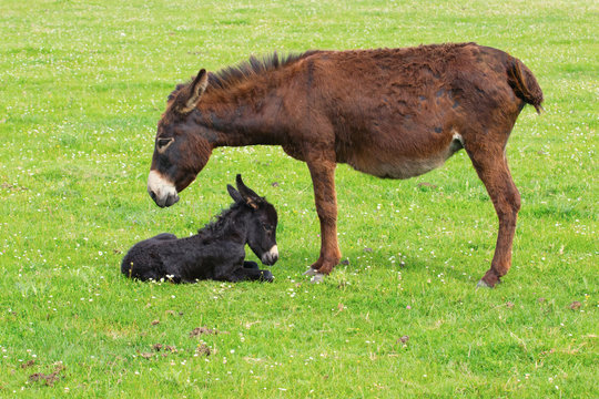 Mother and newborn baby donkeys