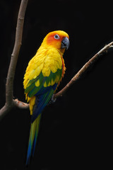 Sun parakeet (Aratinga solstitialis)