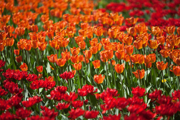 Group of tulips