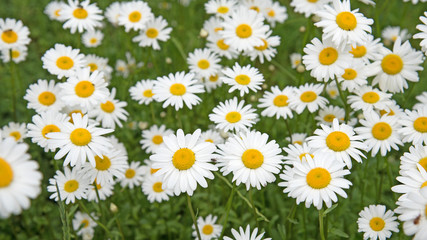 Fototapeta premium Margeriten, Leucanthemum, Blumenwiese